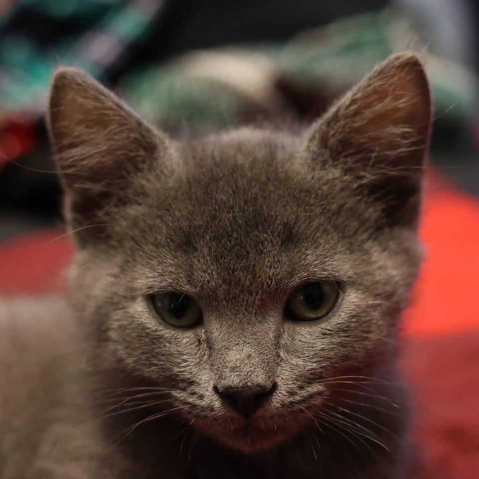 Enlarge Rat Monster, an adopted mixed breed in Springfield, MO image 2/3