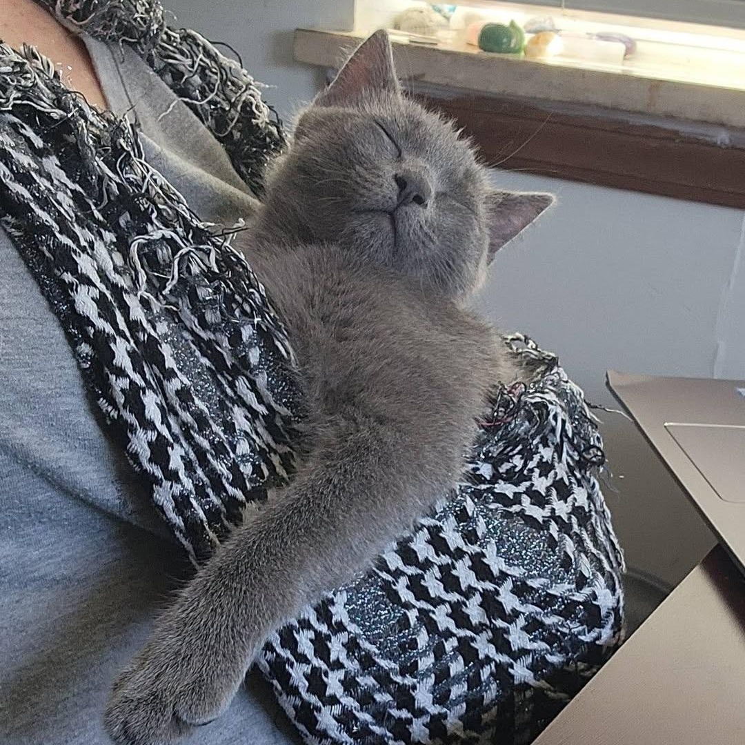 Enlarge Rat Monster, an adopted mixed breed in Springfield, MO image 3/3