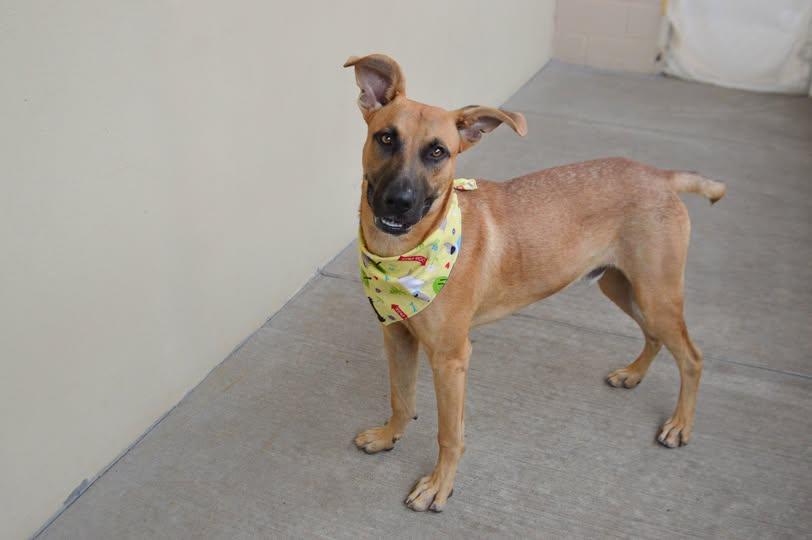 Moss, Adoptable, Young Male Black Mouth Cur.