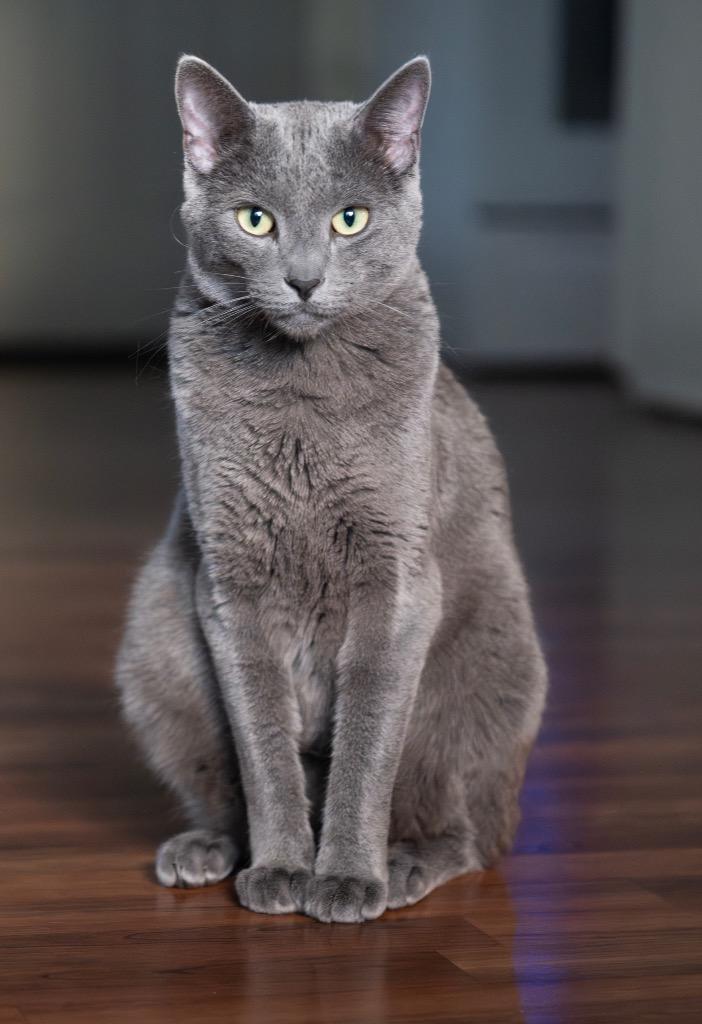 Charly, Adoptable, Adult Male Domestic Short Hair.