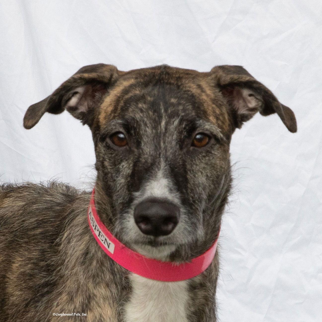 Enlarge Aspen, a Adoptable Greyhound in Woodinville, WA image 1/4