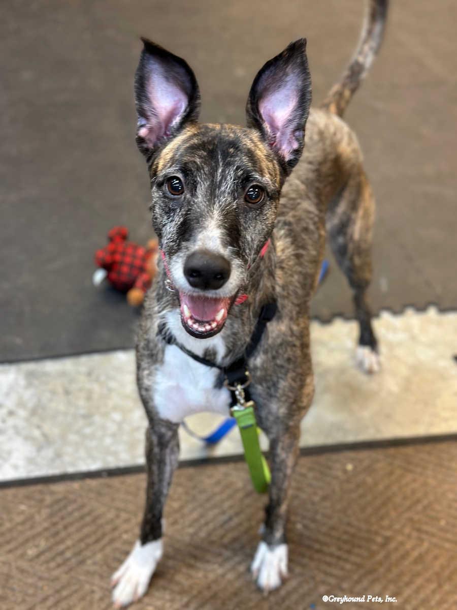 Enlarge Aspen, a Adoptable Greyhound in Woodinville, WA image 2/4