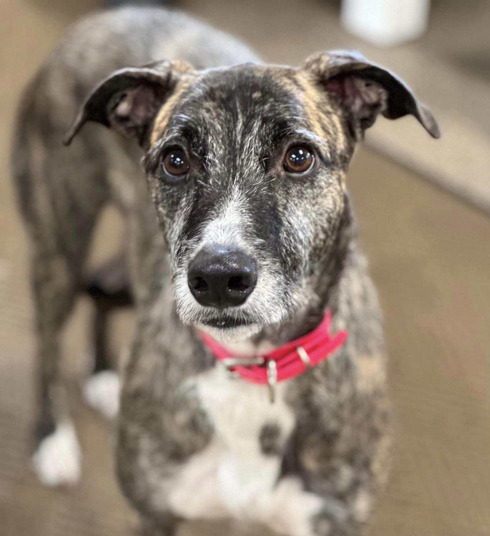 Enlarge Aspen, a Adoptable Greyhound in Woodinville, WA image 3/4