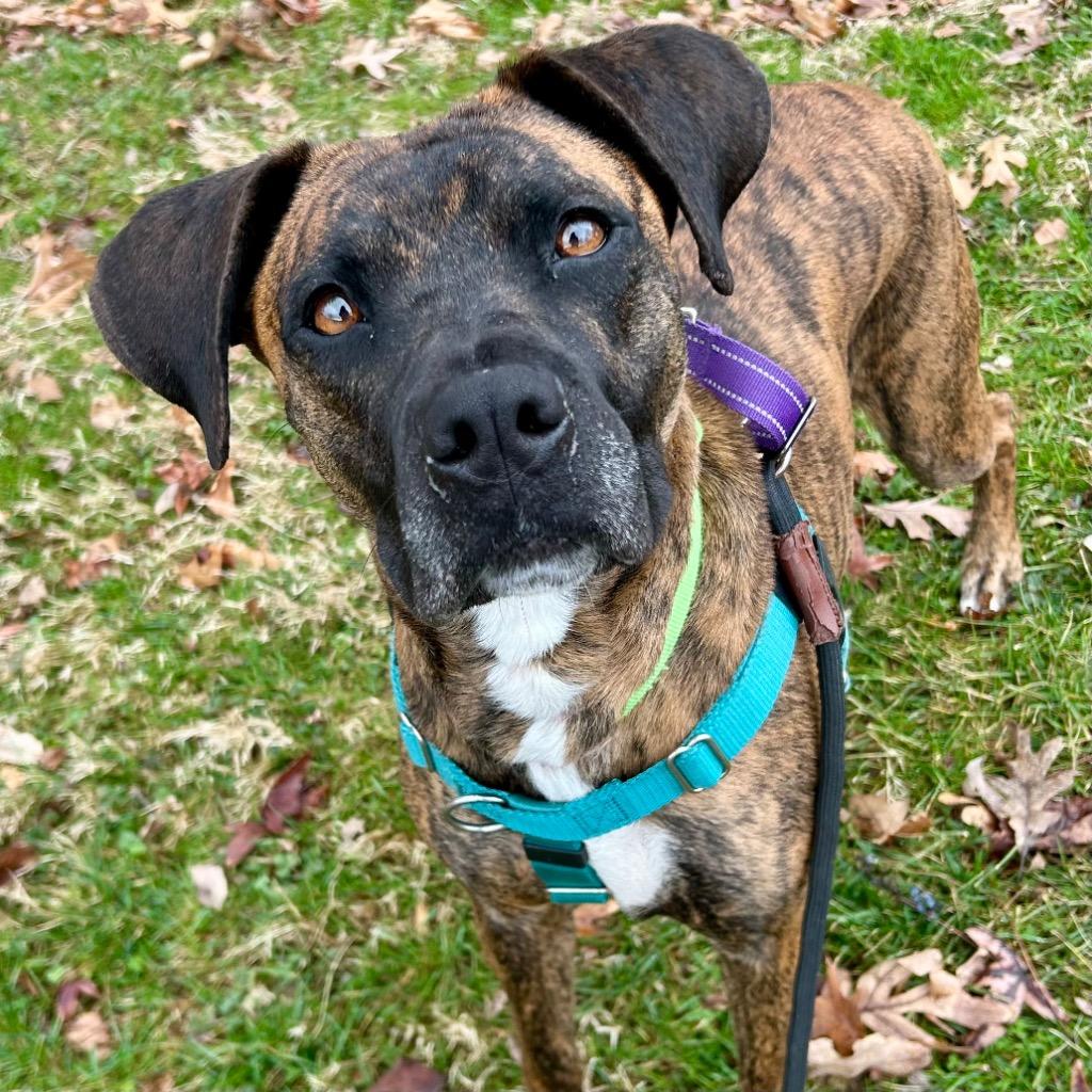 Thelma, a Adoptable Mixed Breed in State College, PA image 1/6