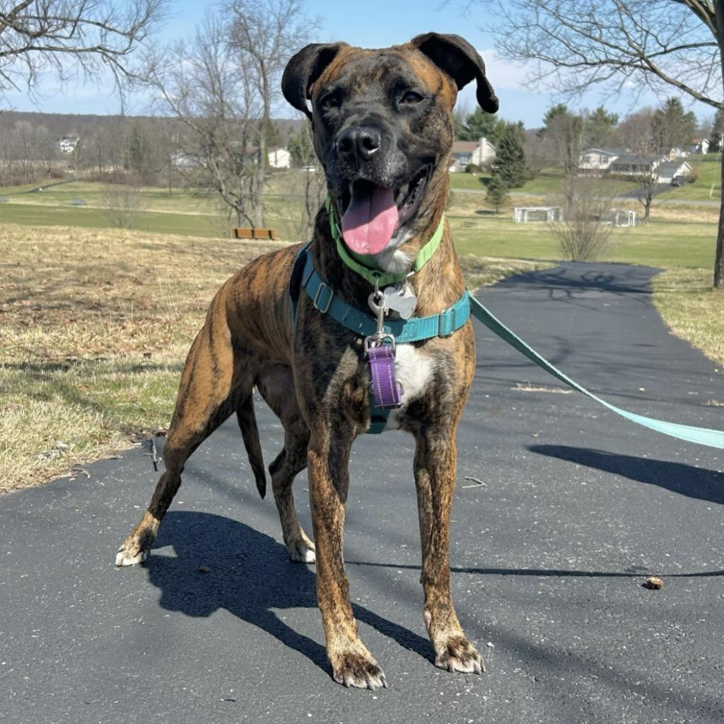 Thelma, Adoptable, Adult Female Mixed Breed.