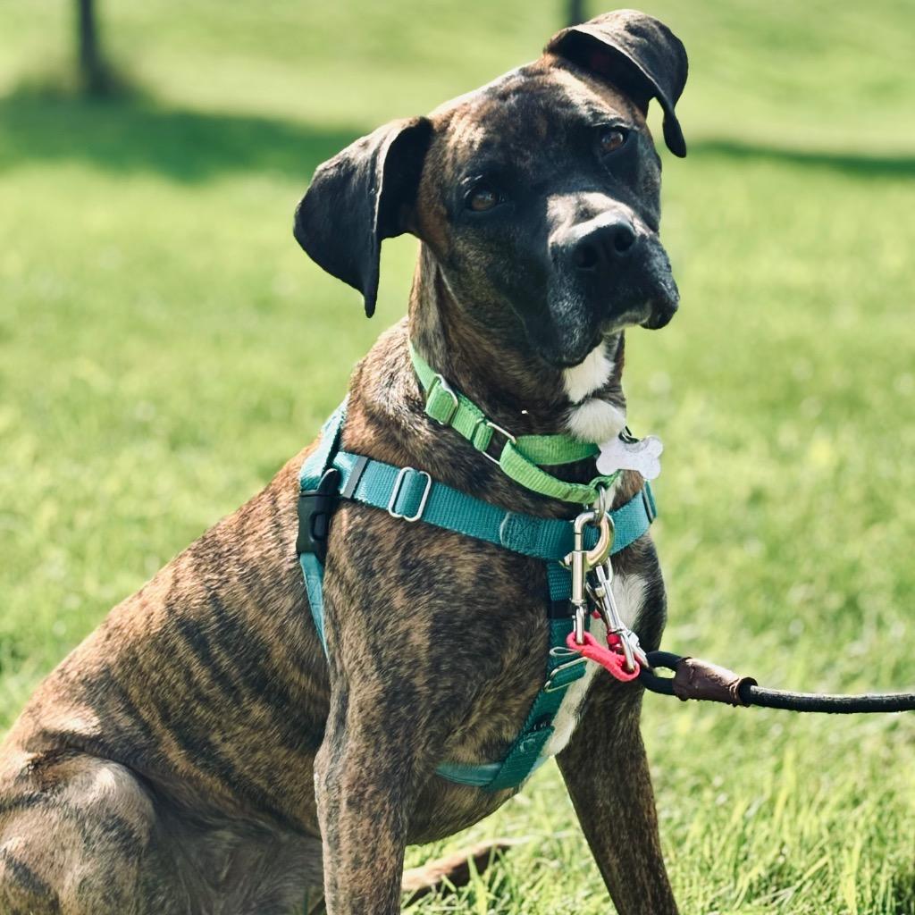 Enlarge Thelma, a Adoptable Mixed Breed in State College, PA image 2/6