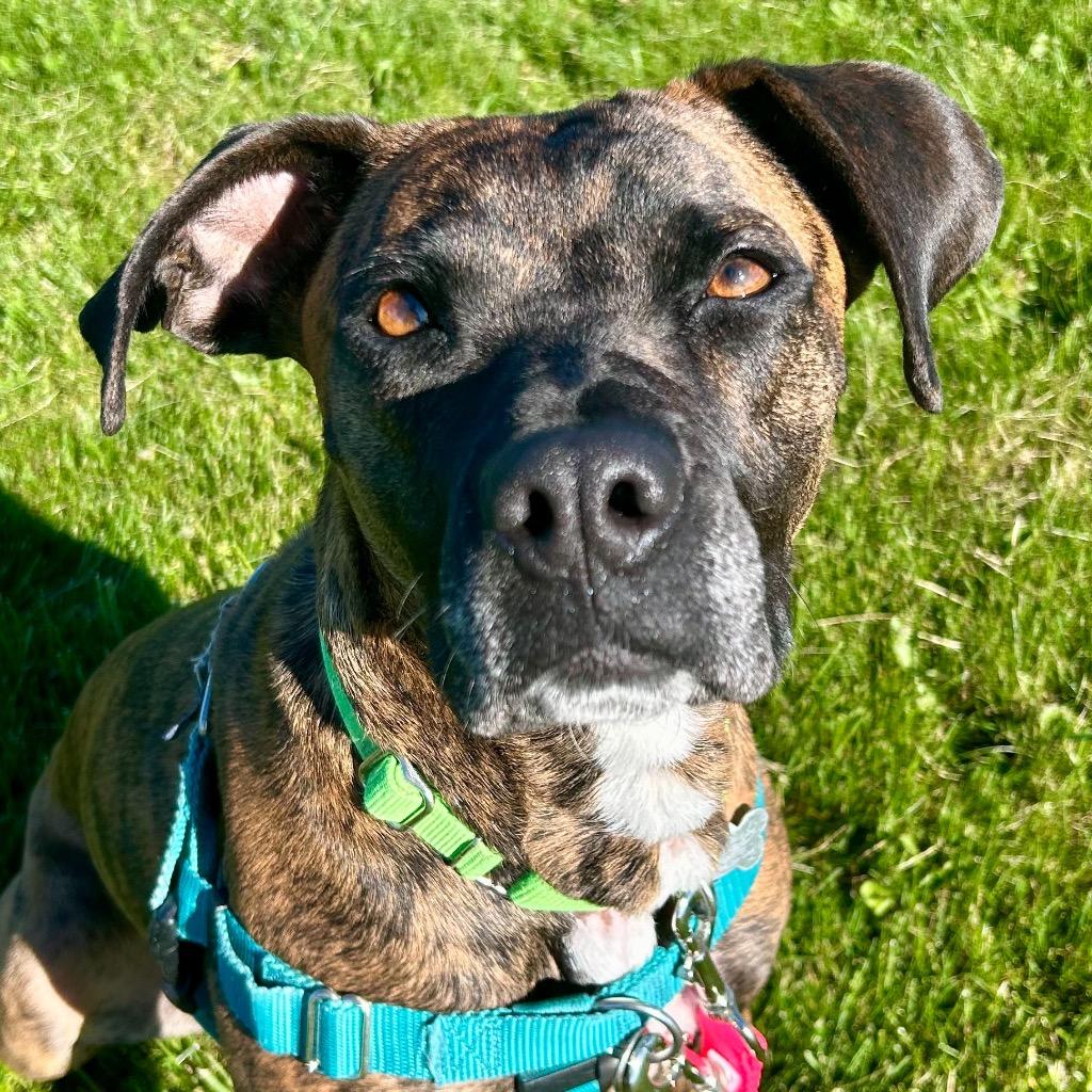 Thelma, a Adoptable Mixed Breed in State College, PA image 3/6