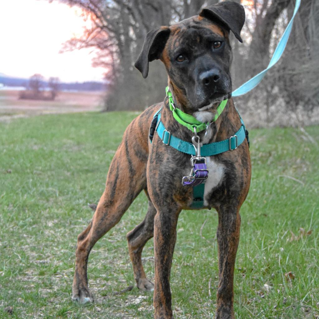 Thelma, a Adoptable Mixed Breed in State College, PA image 4/6