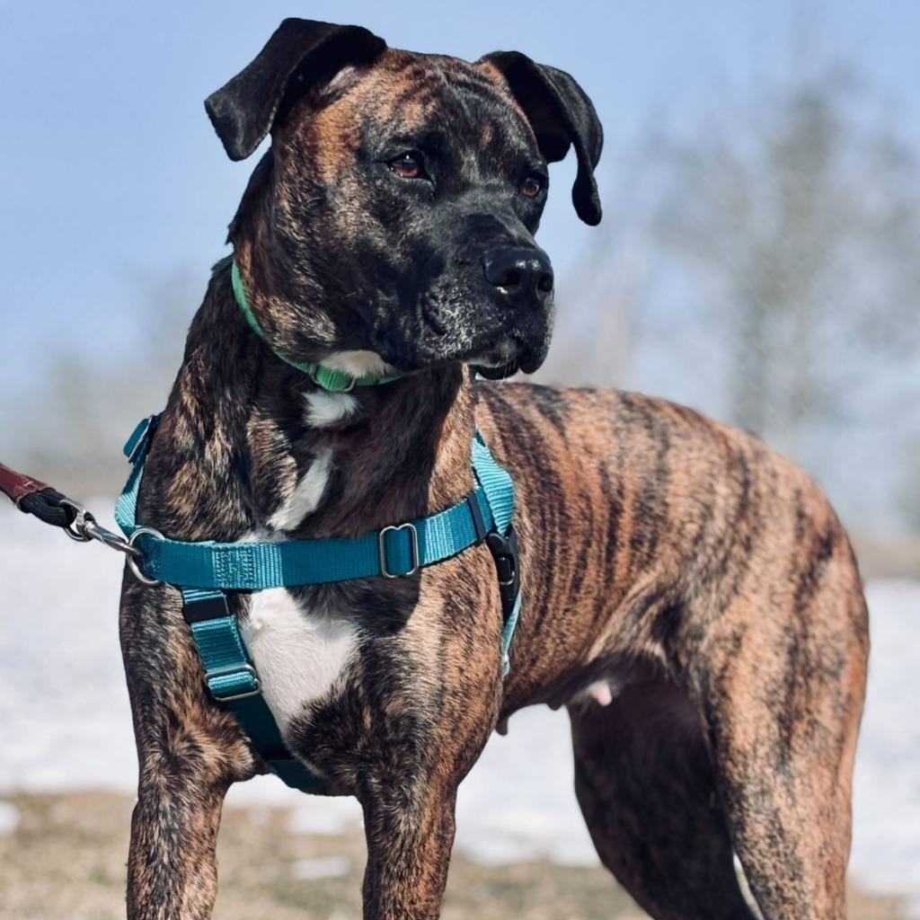 Thelma, a Adoptable Mixed Breed in State College, PA image 5/6