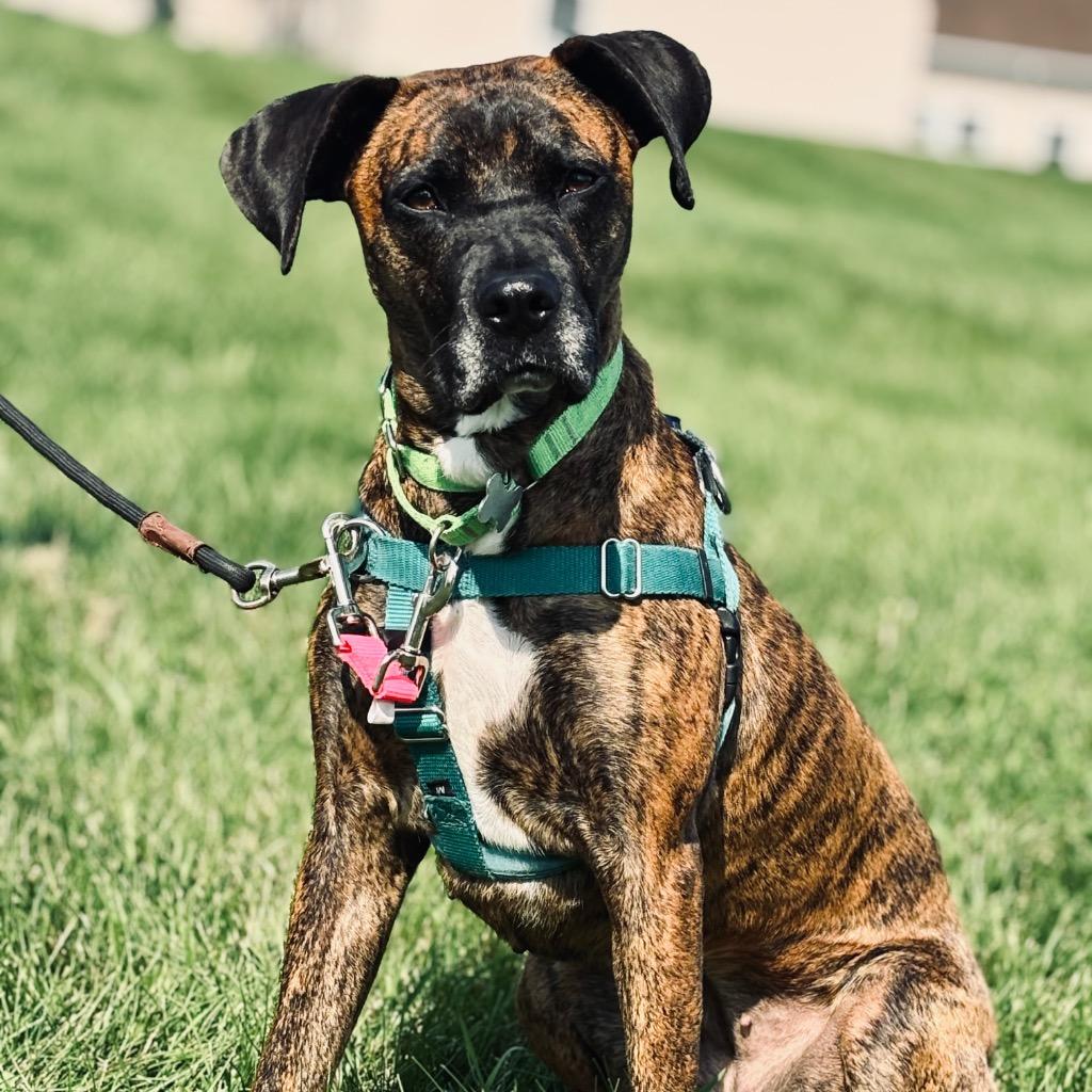 Enlarge Thelma, a Adoptable Mixed Breed in State College, PA image 5/6