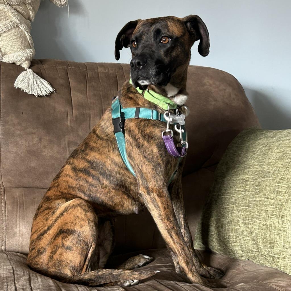 Thelma, a Adoptable Mixed Breed in State College, PA image 6/6