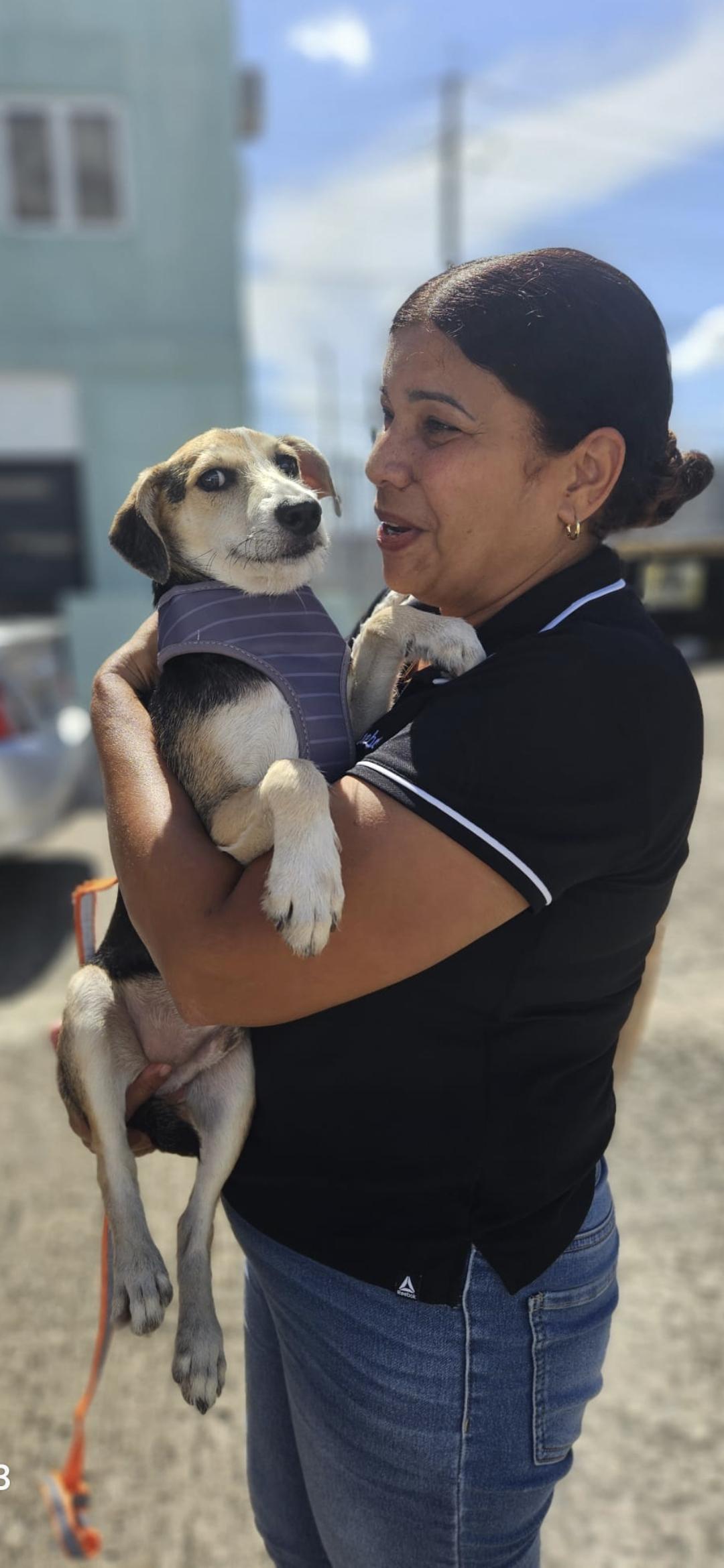 Enlarge Russell , a Adoptable mixed breed in New York, NY image 2/6