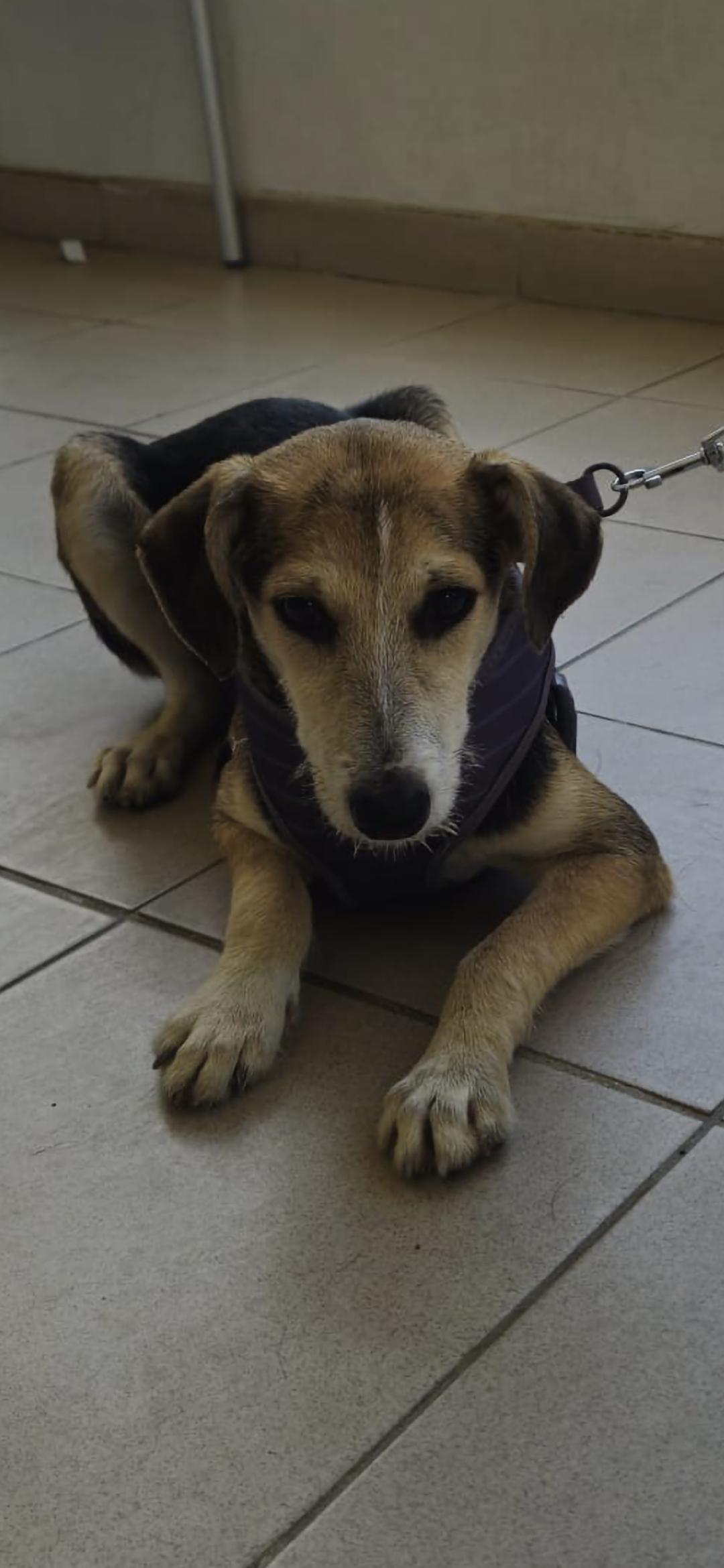 Enlarge Russell , a Adoptable mixed breed in New York, NY image 3/6