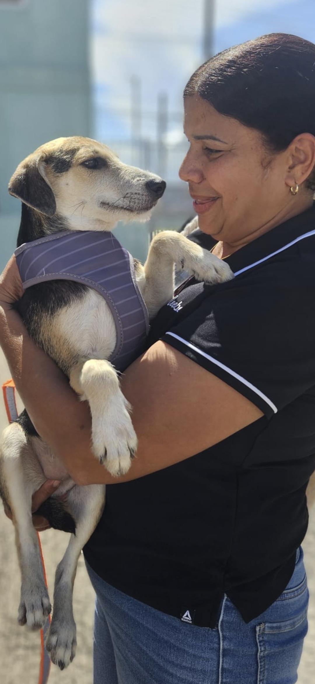 Enlarge Russell , a Adoptable mixed breed in New York, NY image 5/6