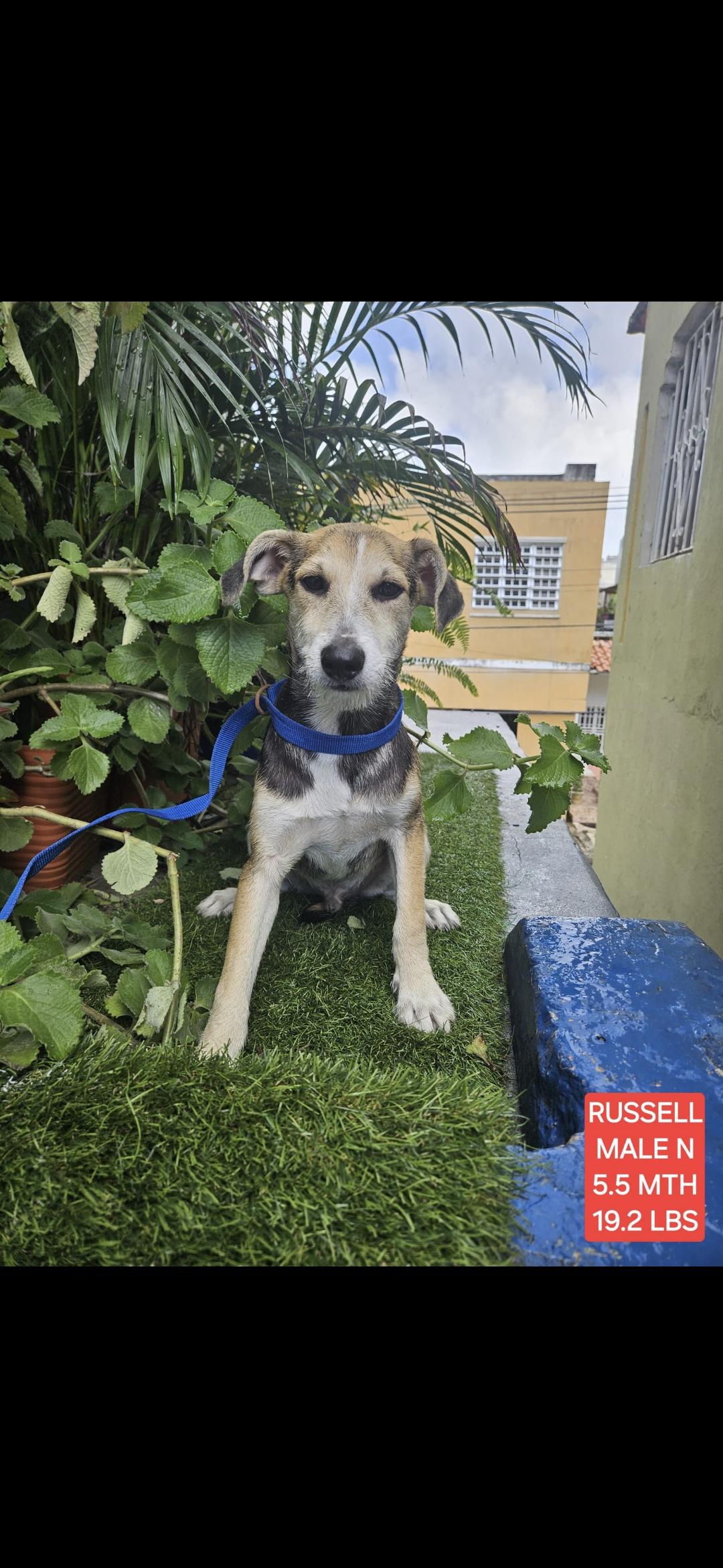 Enlarge Russell , a Adoptable mixed breed in New York, NY image 4/6