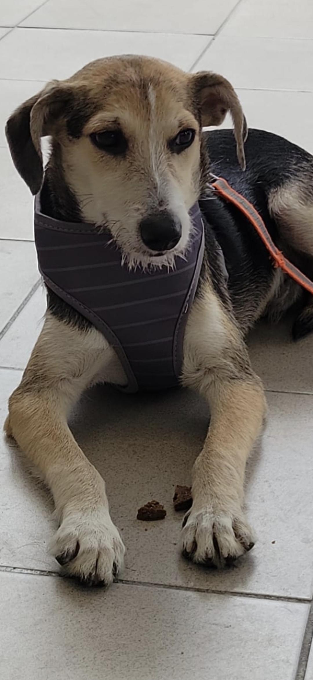 Russell , Adoptable, Young Male Jack Russell Terrier.