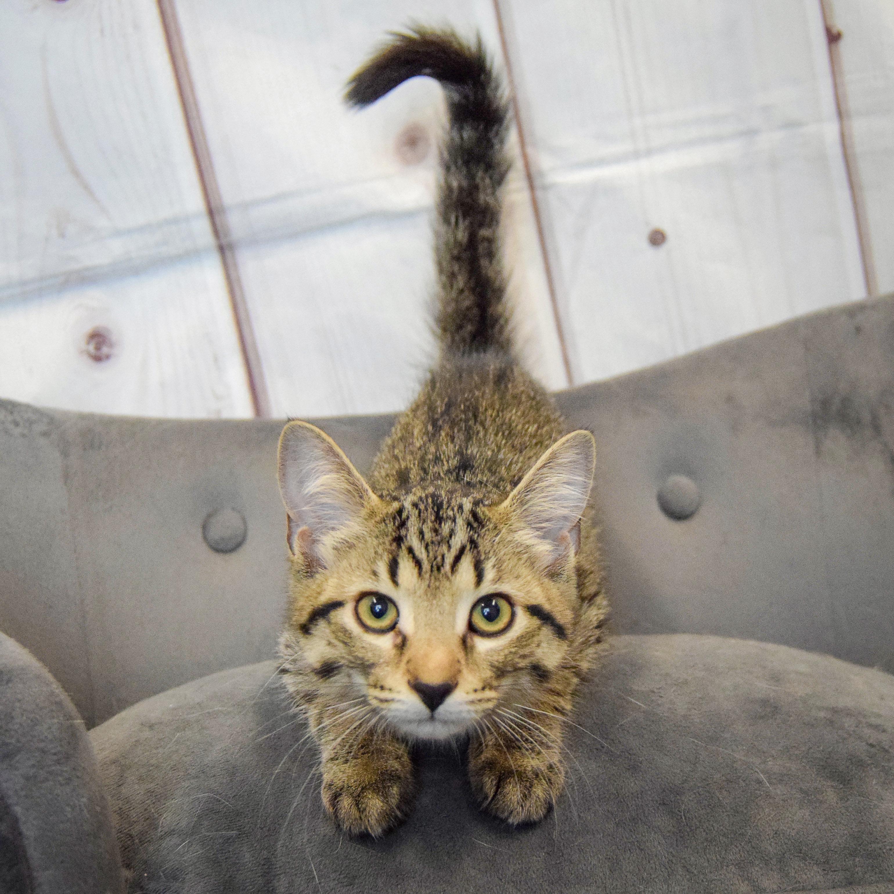 Cranberry, an adopted mixed breed in Huntley, IL image 3/4
