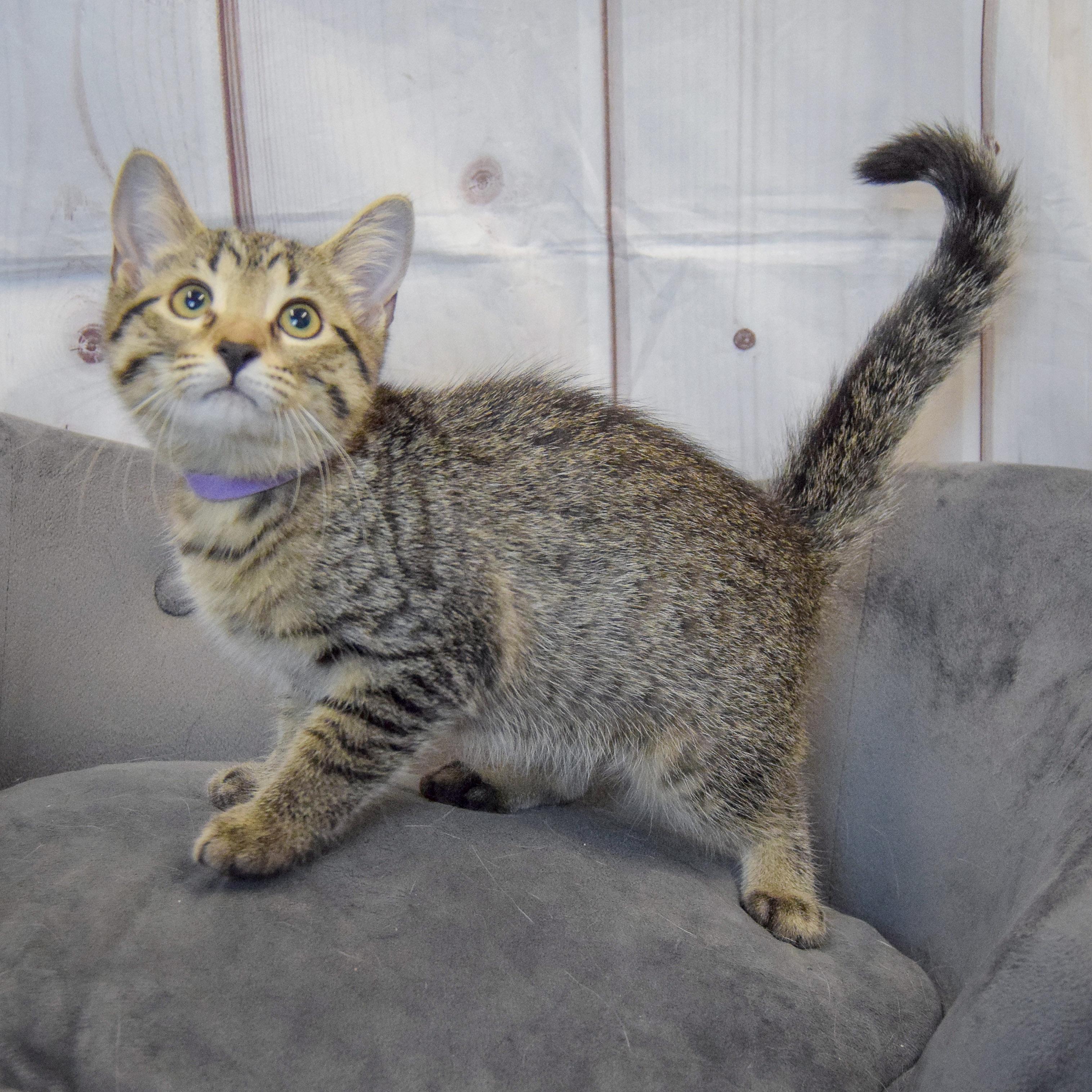 Cranberry, an adopted mixed breed in Huntley, IL image 2/4