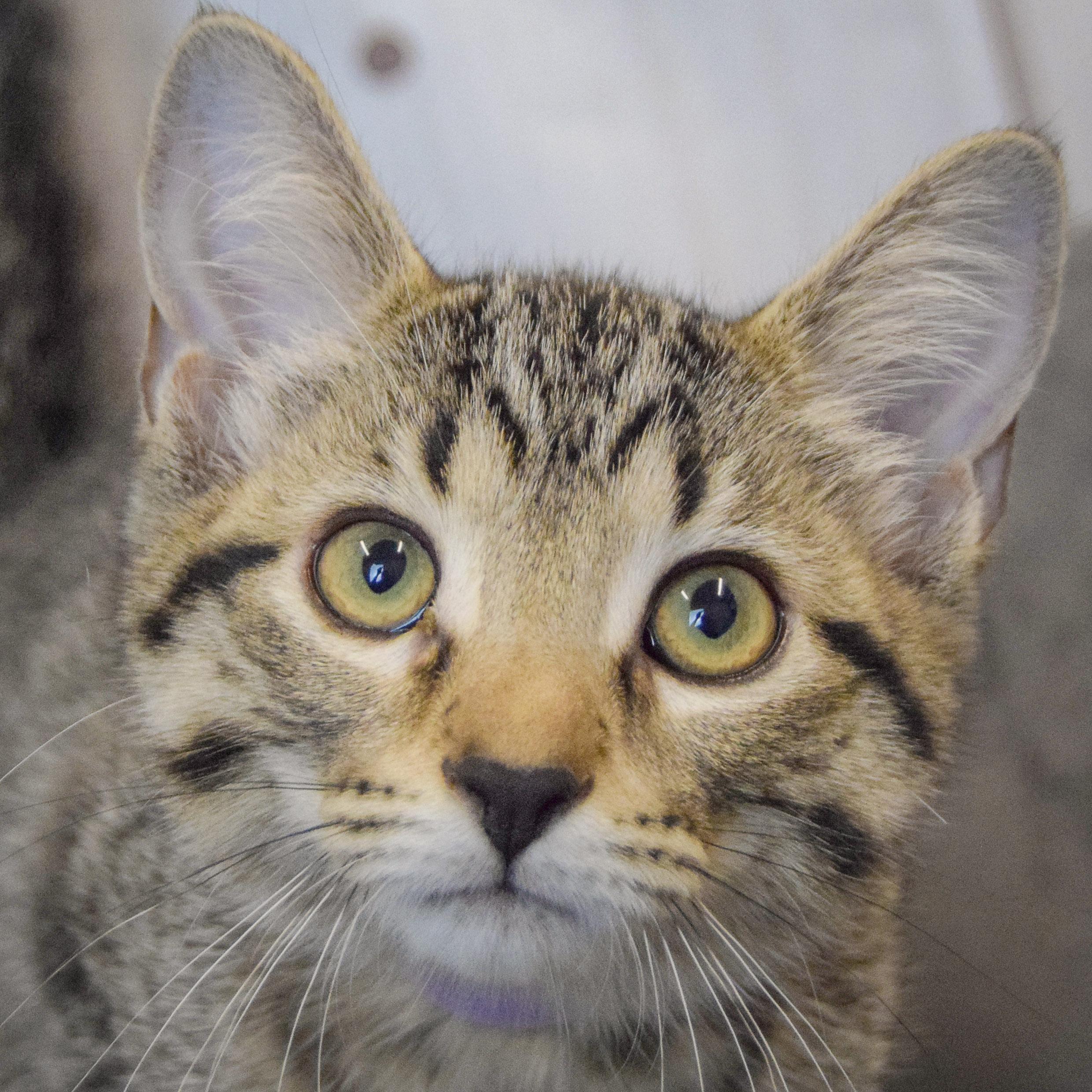 Cranberry, adopted, Kitten Female Tabby & Domestic Short Hair.