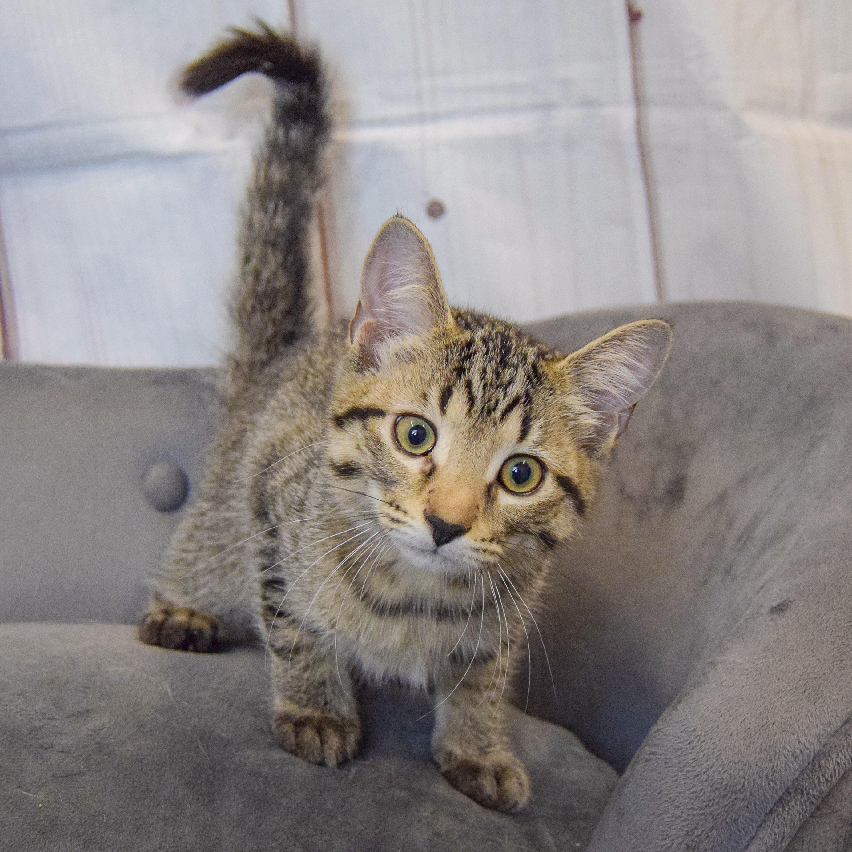 Cranberry, an adopted mixed breed in Huntley, IL image 4/4