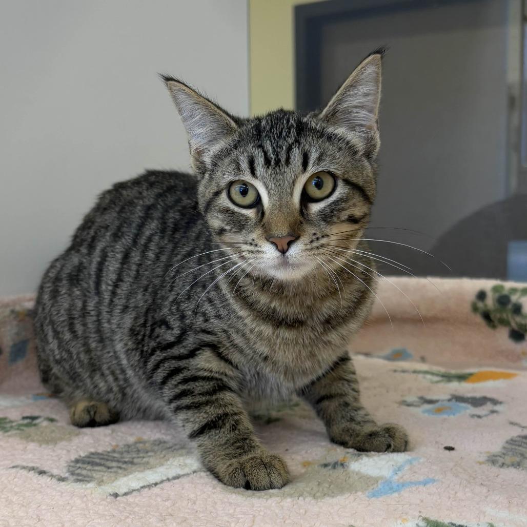 Enlarge Meow Meow, a Adoptable Domestic Short Hair in Beaumont, TX image 1/4
