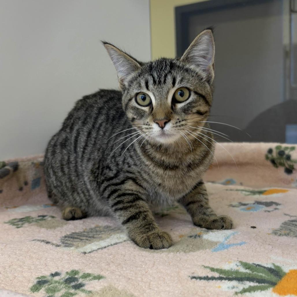 Enlarge Meow Meow, a Adoptable Domestic Short Hair in Beaumont, TX image 2/4