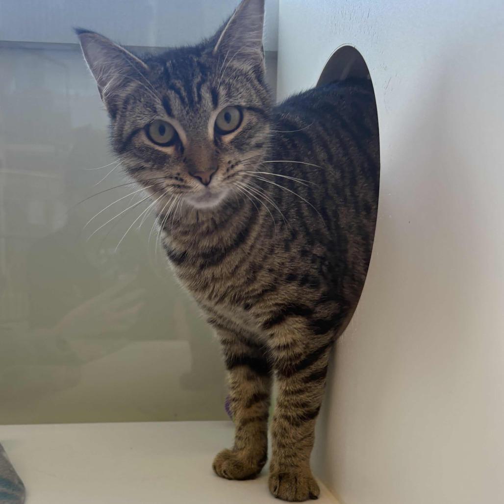 Enlarge Meow Meow, a Adoptable Domestic Short Hair in Beaumont, TX image 3/4