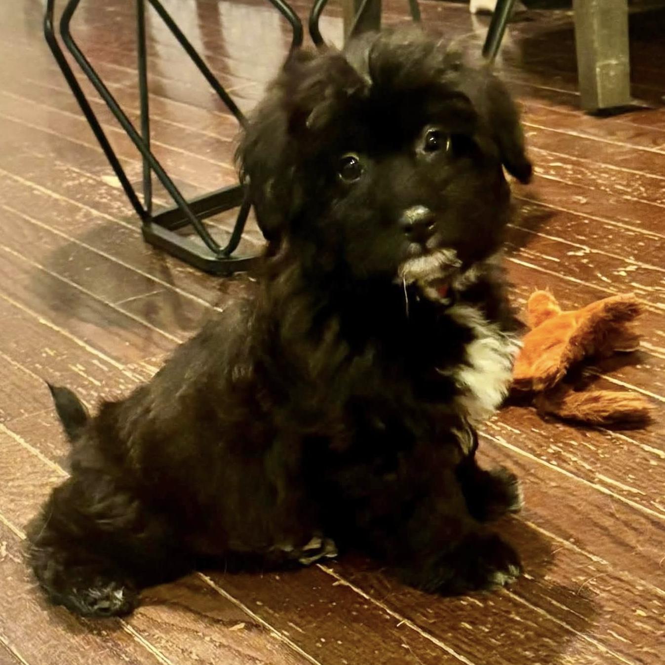 Duke, Adoptable, Puppy Male Miniature Poodle & Corgi.