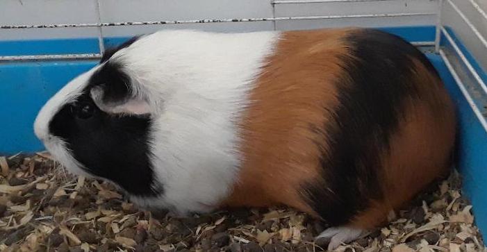 Guinea, a Adopted Guinea Pig in Millerton, PA image 2/2