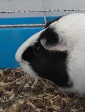 Guinea, a Adopted Guinea Pig in Millerton, PA image 1/2