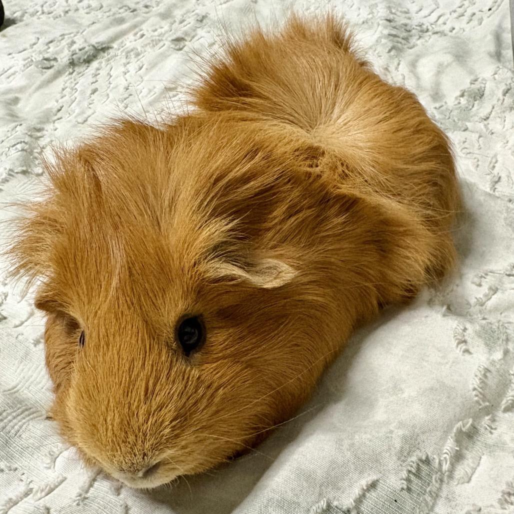 Deuce, Adoptable, Adult Male Guinea Pig.