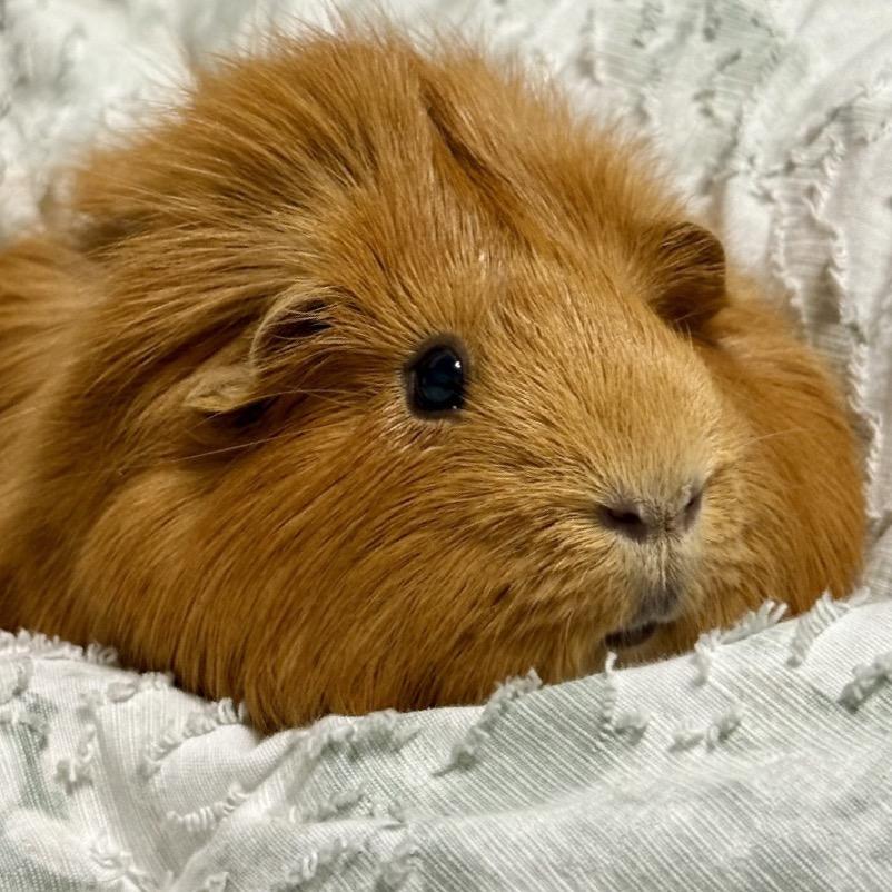 Enlarge Deuce, a Adoptable Guinea Pig in Miami, FL image 3/6