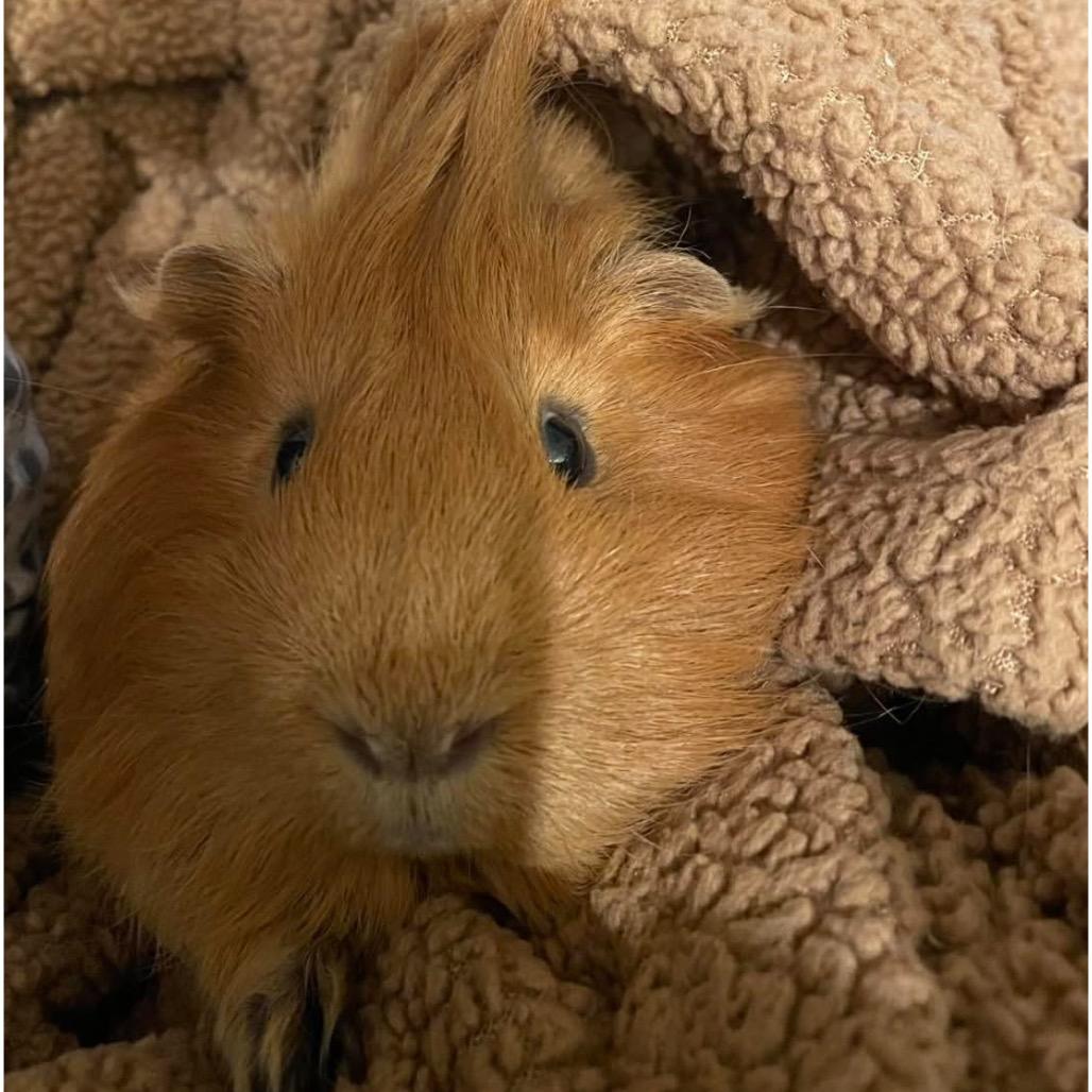Enlarge Deuce, a Adoptable Guinea Pig in Miami, FL image 4/6