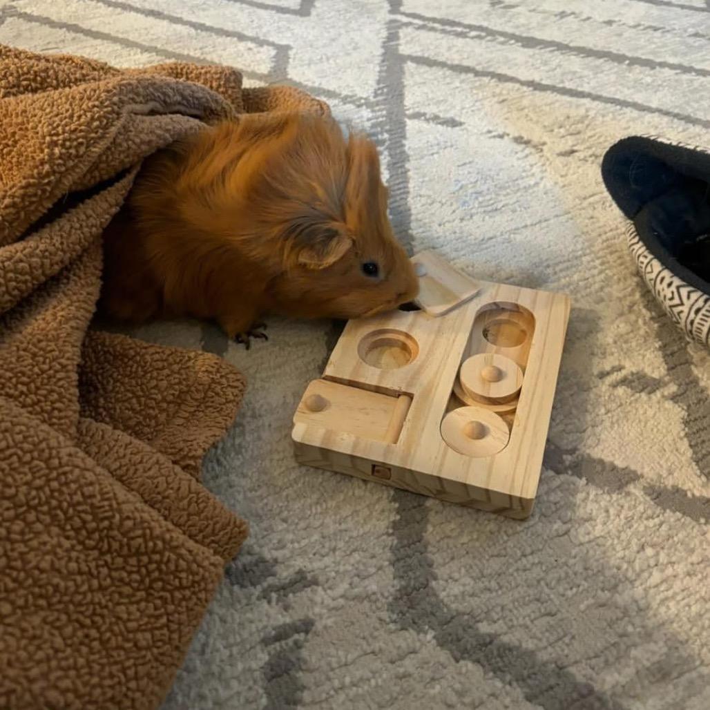 Enlarge Deuce, a Adoptable Guinea Pig in Miami, FL image 6/6