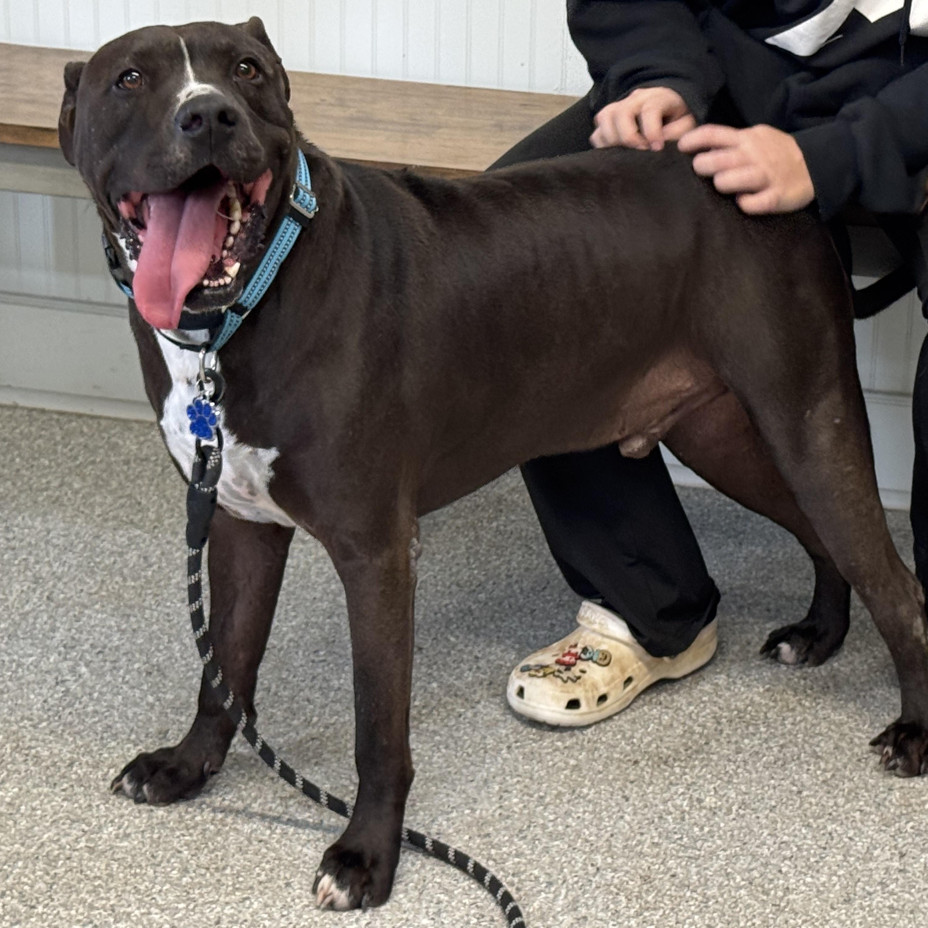 Enlarge Nikko, a Adoptable mixed breed in Alden, NY image 2/6