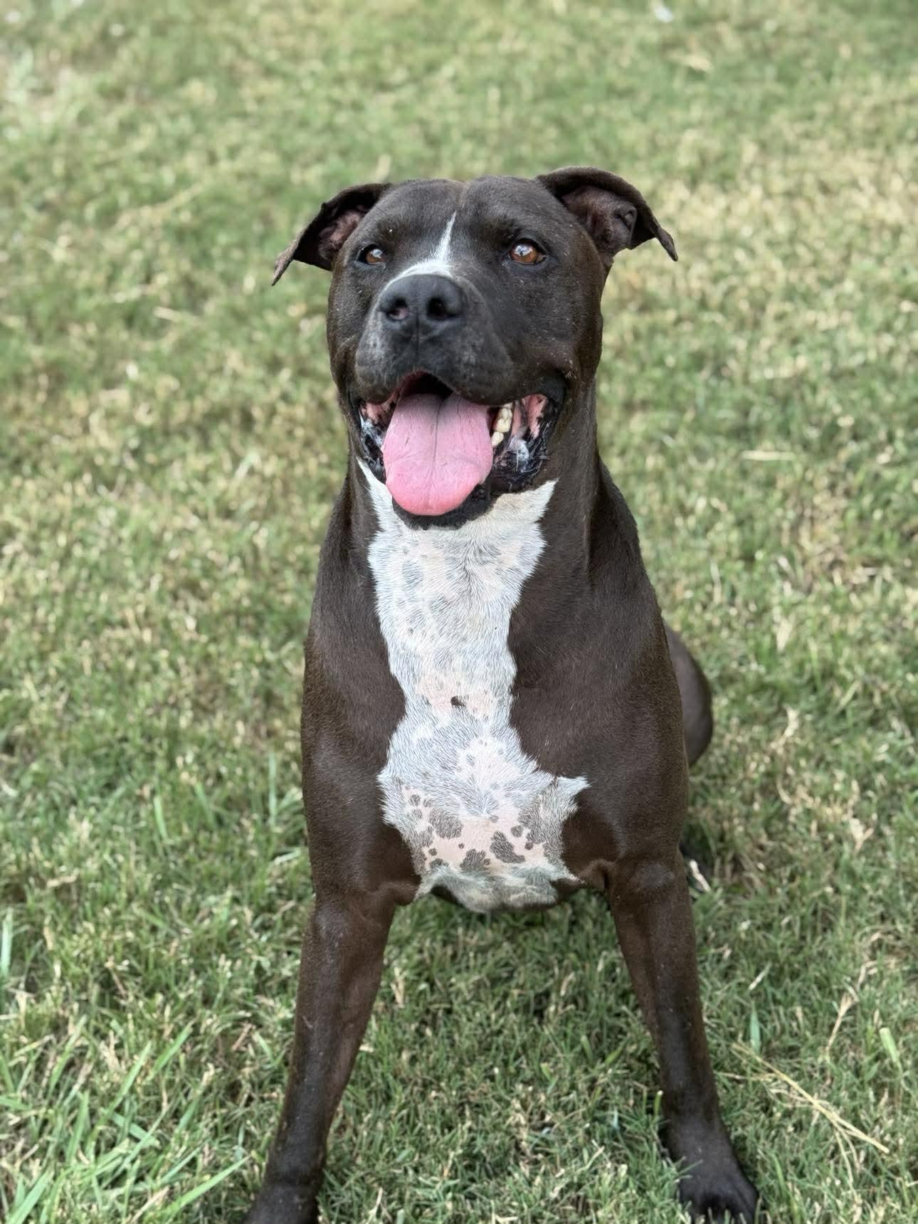 Enlarge Nikko, a Adoptable mixed breed in Alden, NY image 6/6