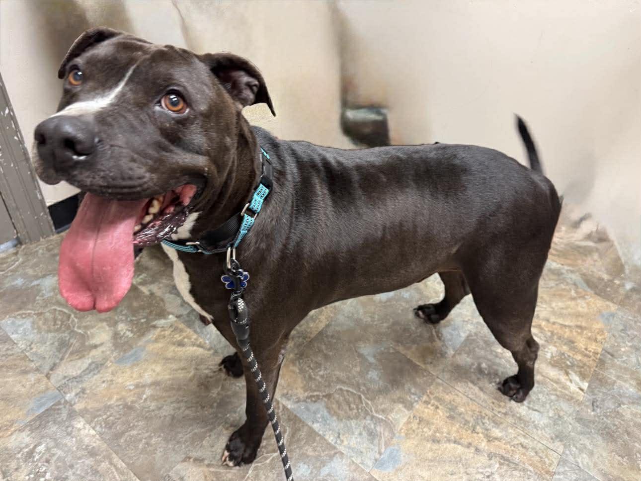 Enlarge Nikko, a Adoptable mixed breed in Alden, NY image 4/6