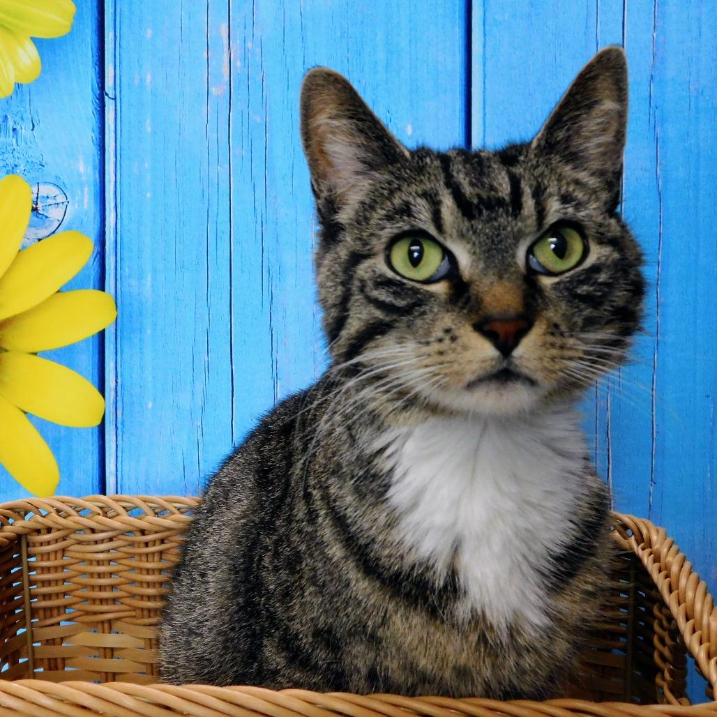 Mary Kate, Adoptable, Adult Female Domestic Short Hair.