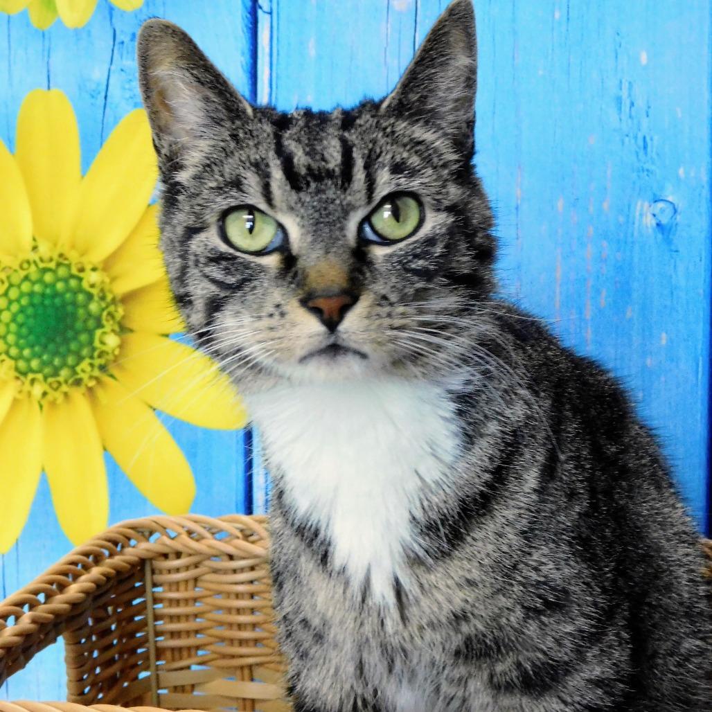 Enlarge Mary Kate, a Adoptable Domestic Short Hair in Peoria, IL image 2/4