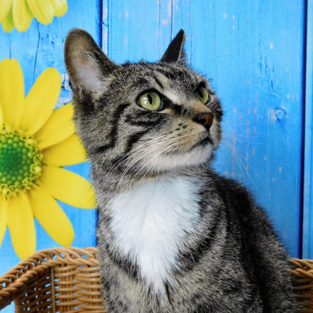 Enlarge Mary Kate, a Adoptable Domestic Short Hair in Peoria, IL image 4/4