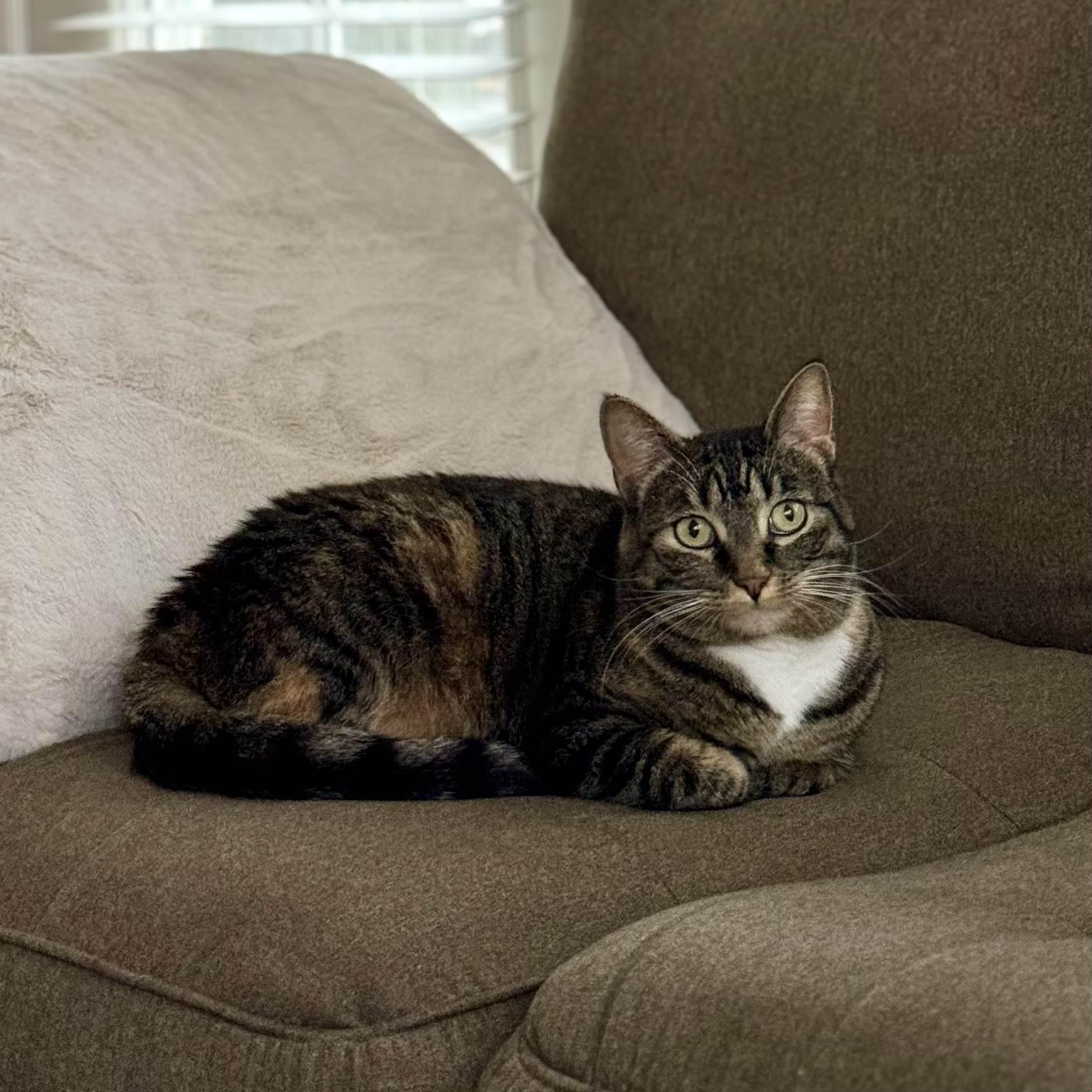 Enlarge Sagnika, a ADOPTABLE mixed breed in Tulsa, OK image 6/6