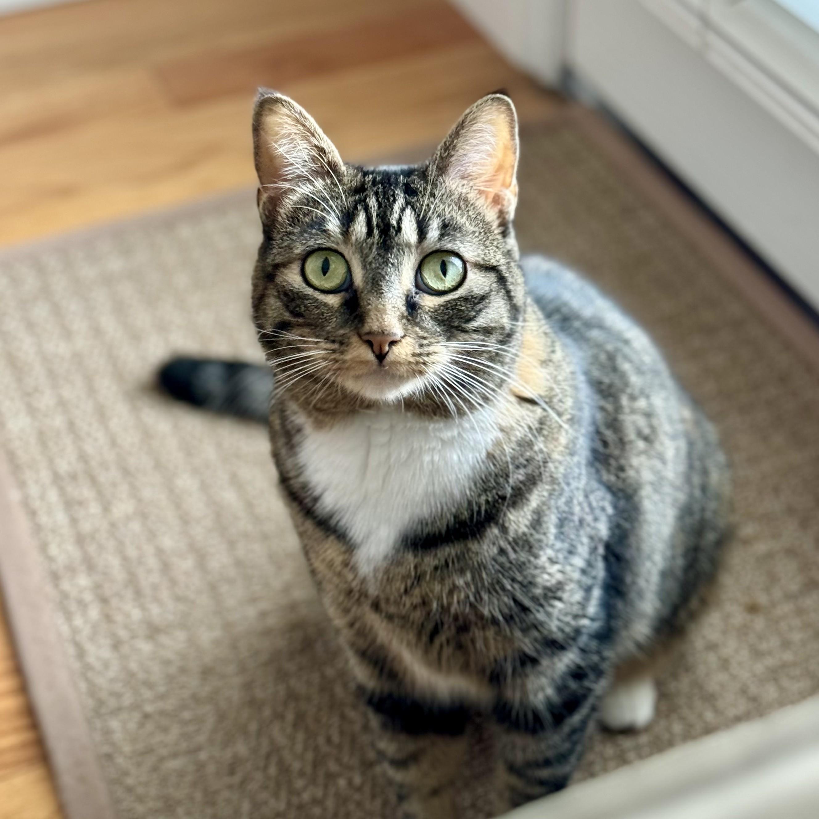 Enlarge Sagnika, a ADOPTABLE mixed breed in Tulsa, OK image 1/6