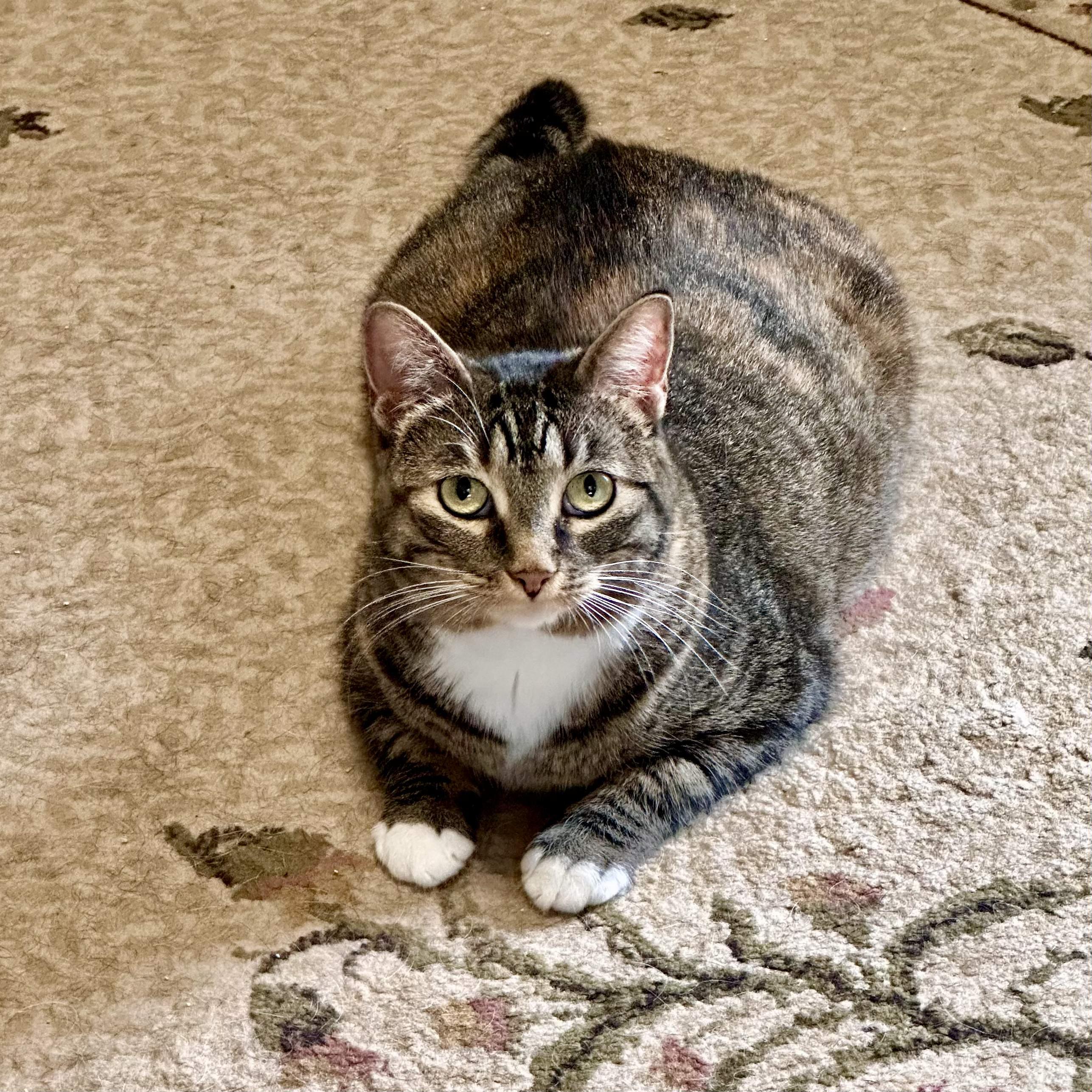 Enlarge Sagnika, a ADOPTABLE mixed breed in Tulsa, OK image 2/6