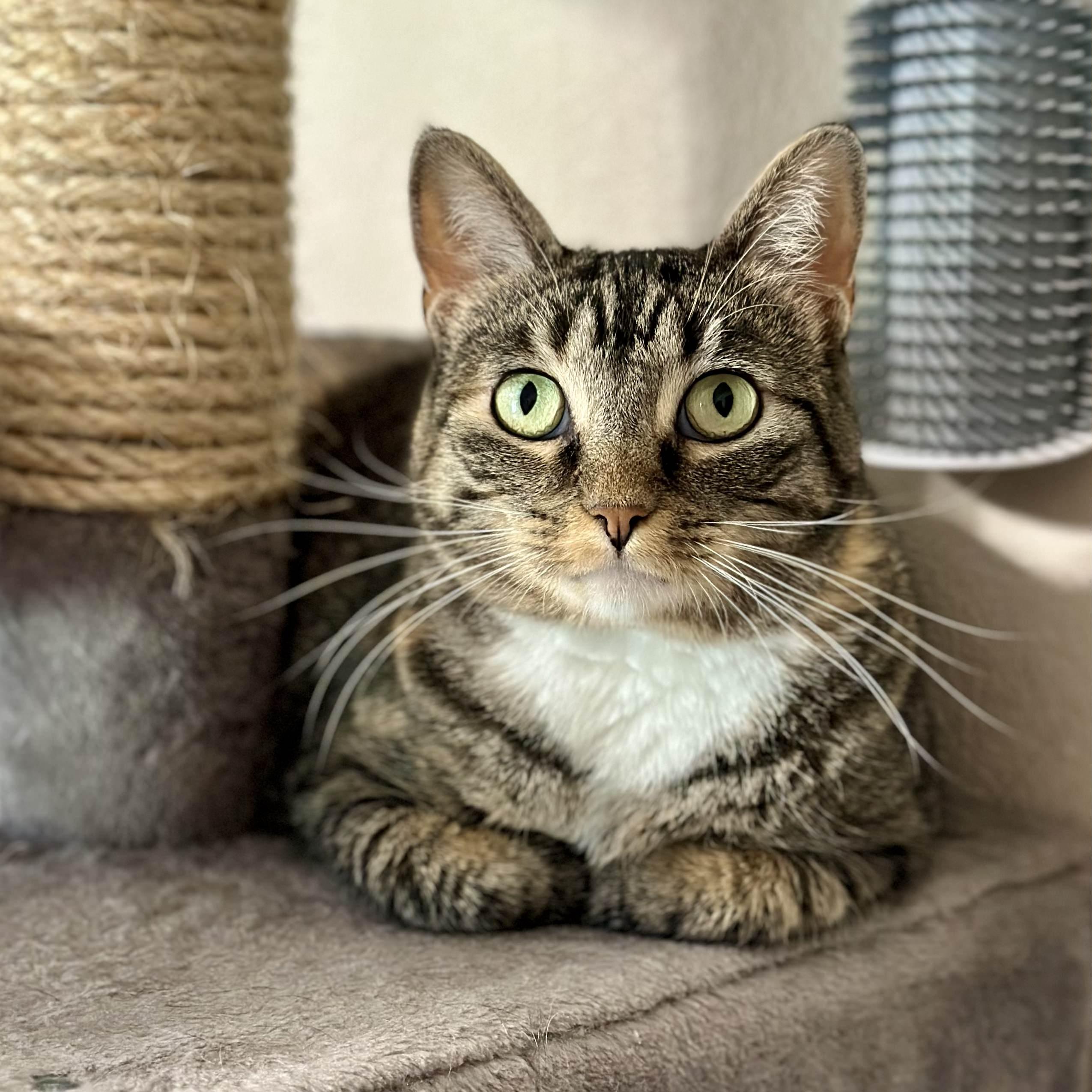 Enlarge Sagnika, a ADOPTABLE mixed breed in Tulsa, OK image 4/6