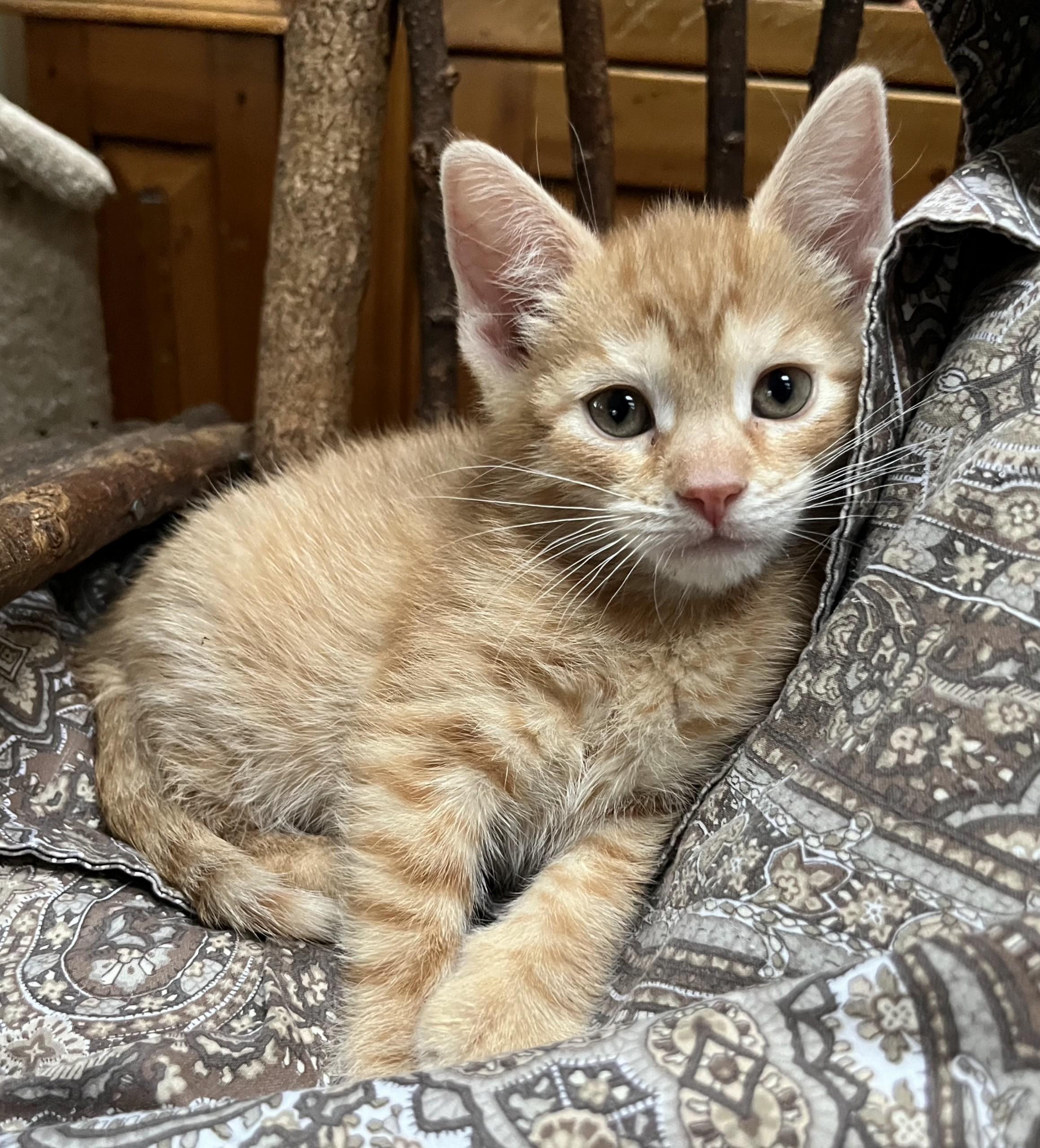 Enlarge Rocky, a ADOPTABLE Domestic Short Hair in East Hanover, NJ image 2/2