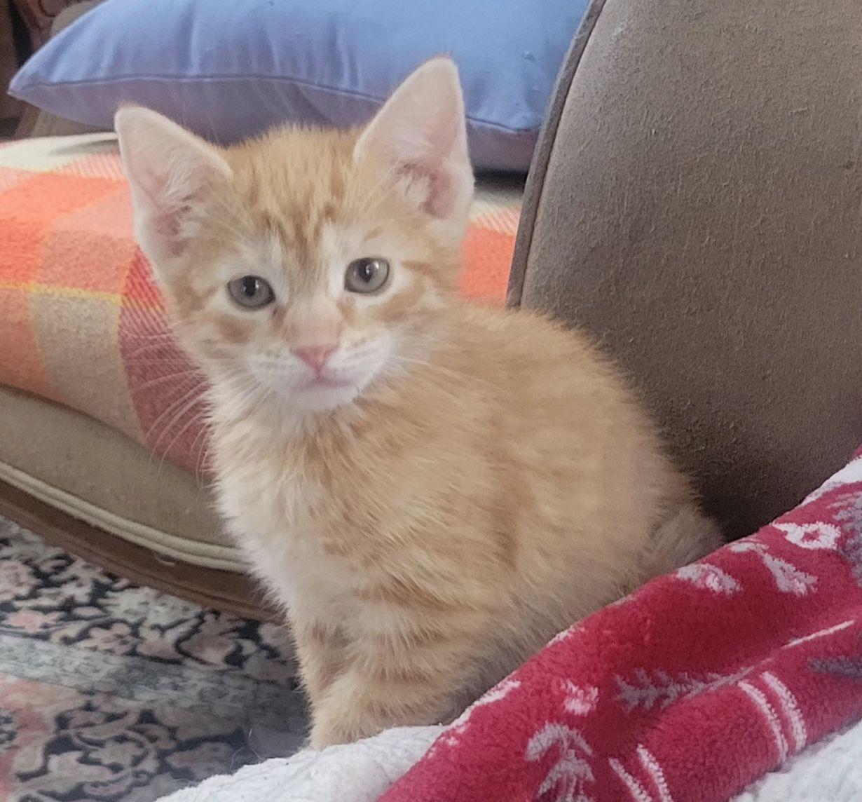 Rocky, ADOPTABLE, Kitten Male Domestic Short Hair.