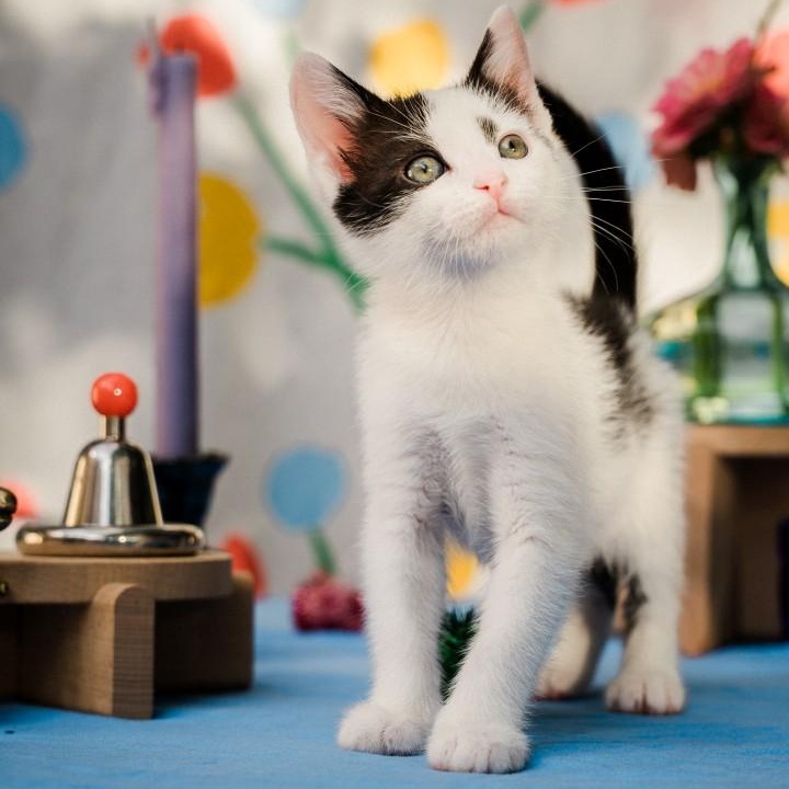 Amber Kreft-Gutierrez, Adoptable, Kitten Female Domestic Short Hair.