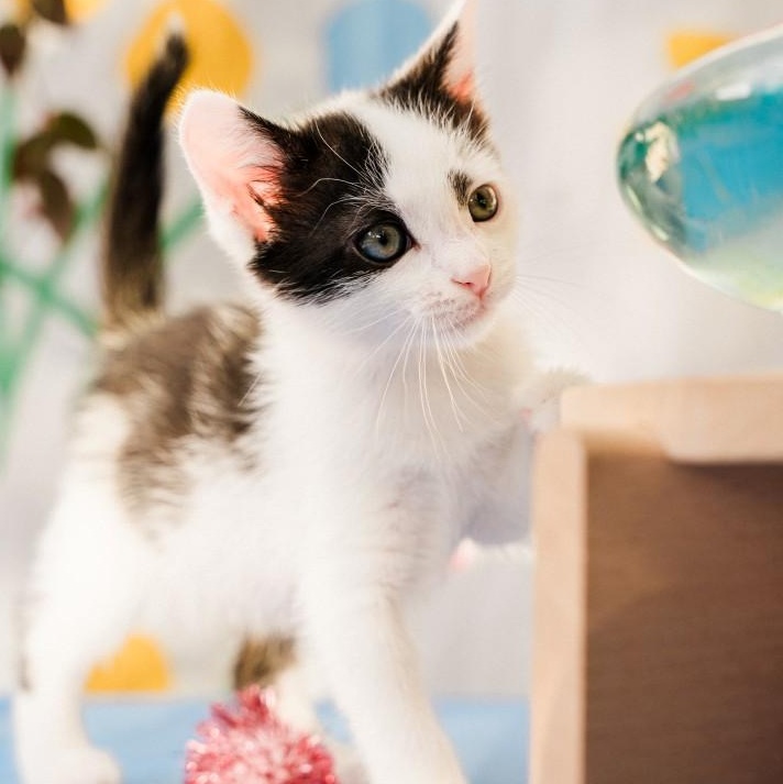 Enlarge Amber Kreft-Gutierrez, a Adoptable mixed breed in Denver, CO image 3/6