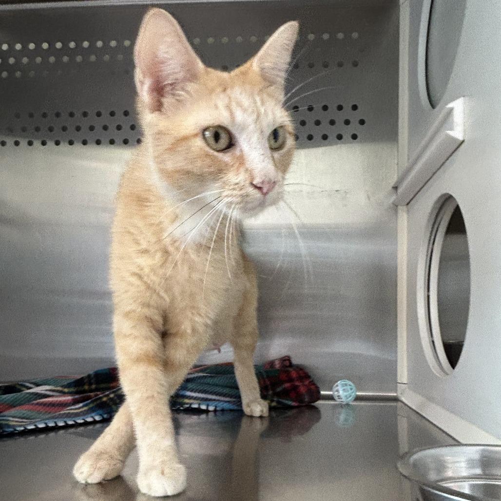 Mimi, a Adoptable Domestic Short Hair in Washburn, MO image 1/2