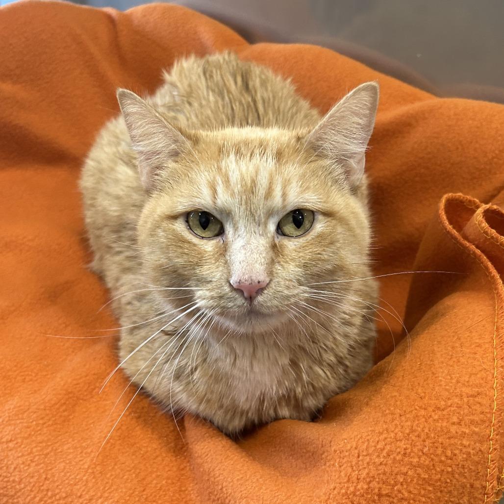 Mimi, a Adoptable Domestic Short Hair in Washburn, MO image 2/2
